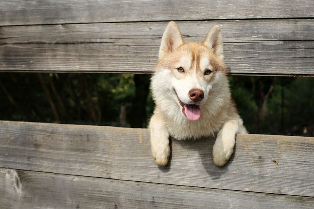 Comment installer une clôture électrique pour chien