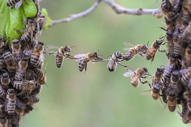 Identifier et détruire un nid d’abeilles dans une maison ou un jardin