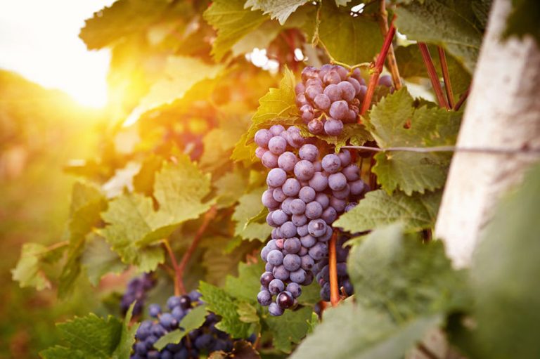 bien tailler la vigne - quand et comment