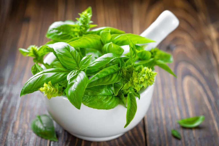 comment arroser le basilic