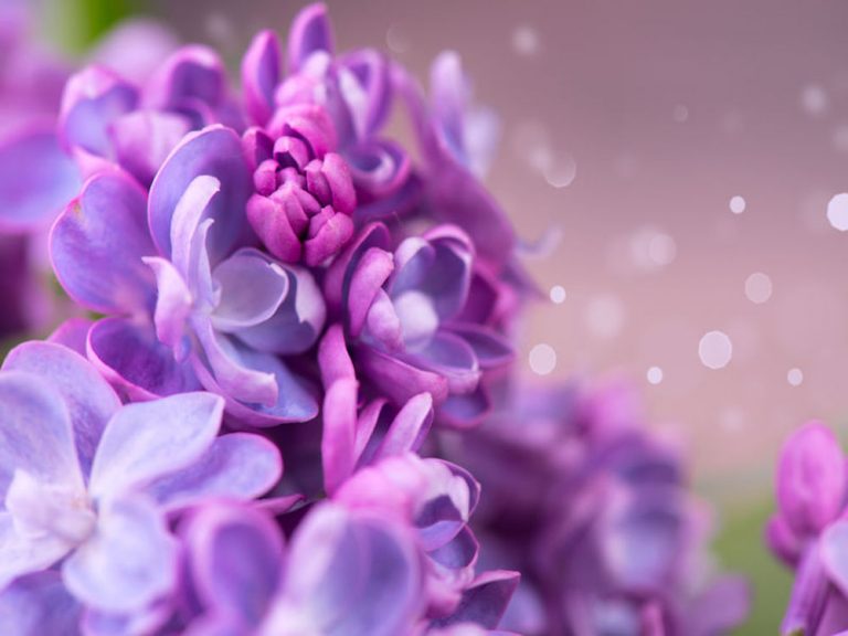 comment bouturer les lilas