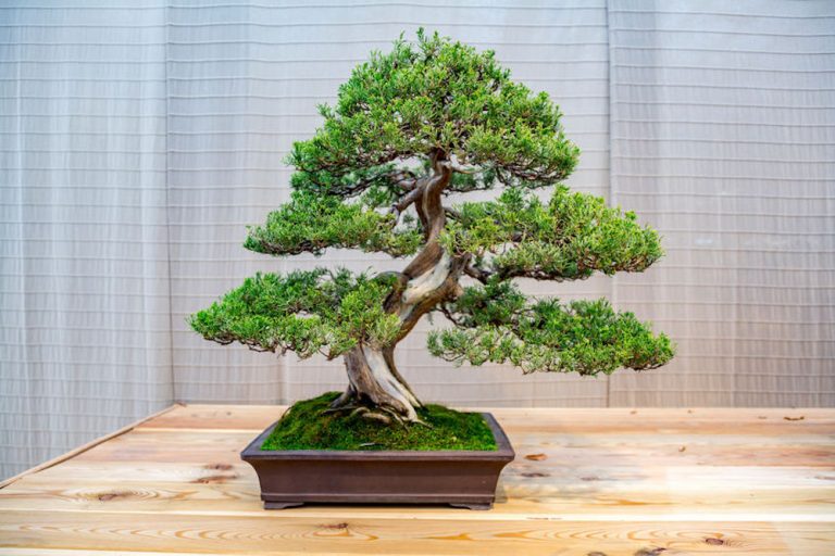 comment s'occuper d'un bonsai