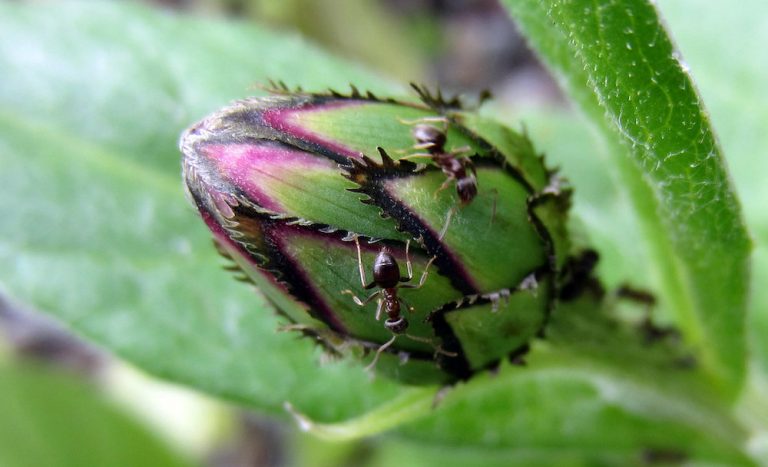 comment se debarrasser des fourmis dans le jardin - conseils et astuces