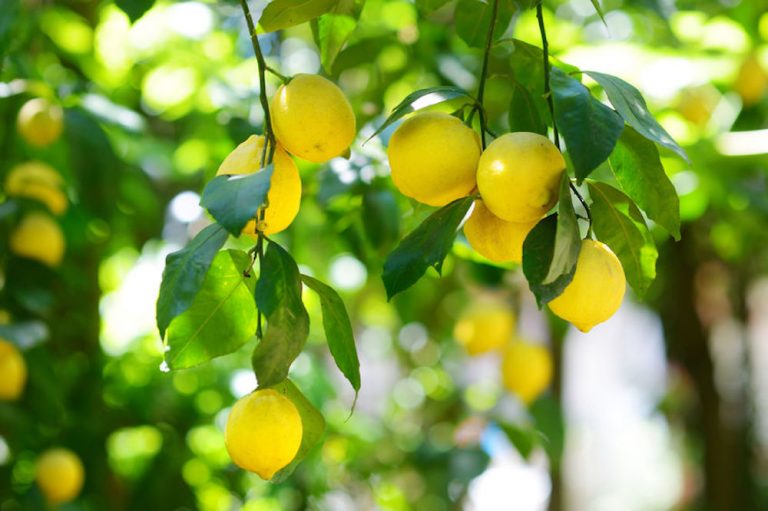 comment tailler un citronnier - conseils