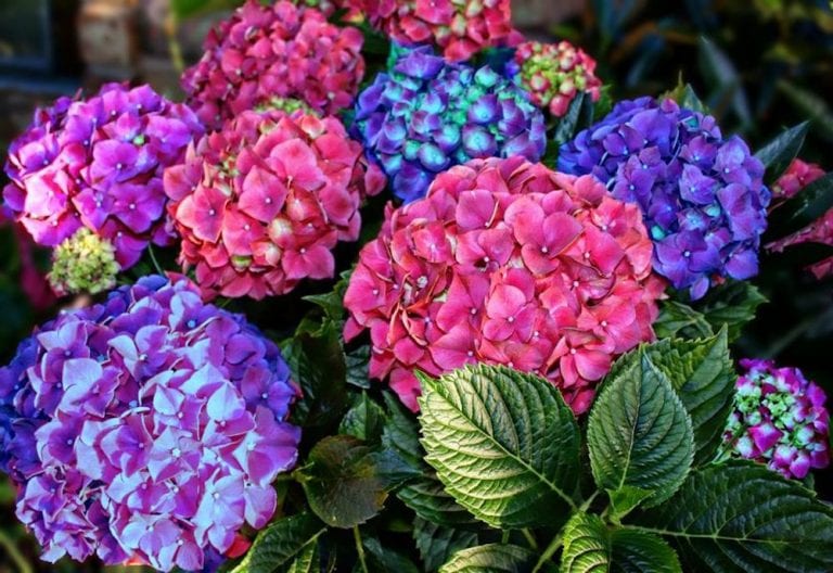 quand tailler les hortensias et comment