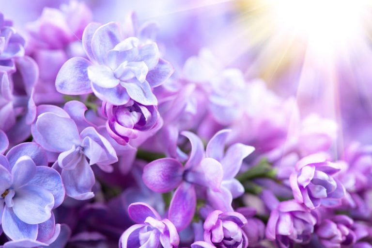 quand tailler un lilas et comment