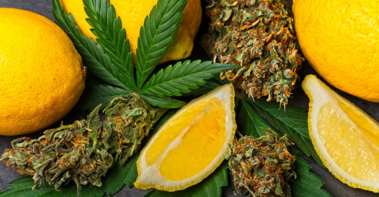 qu est ce que les terpenes et pourquoi on ajoute au cbd