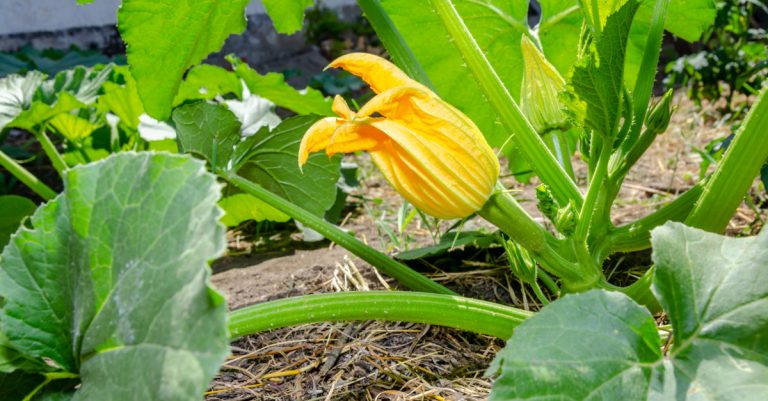 Comment arroser les courgettes et quand le faire