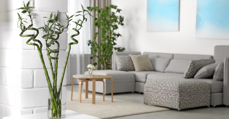 Comment planter et faire grandir le bambou de la chance