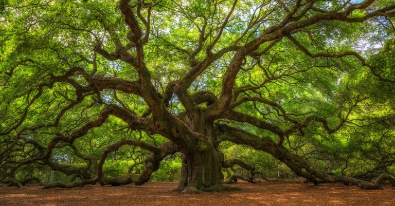 Les 14 arbres les plus surprenants dans le monde