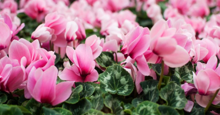 Quand et comment arroser son cyclamen