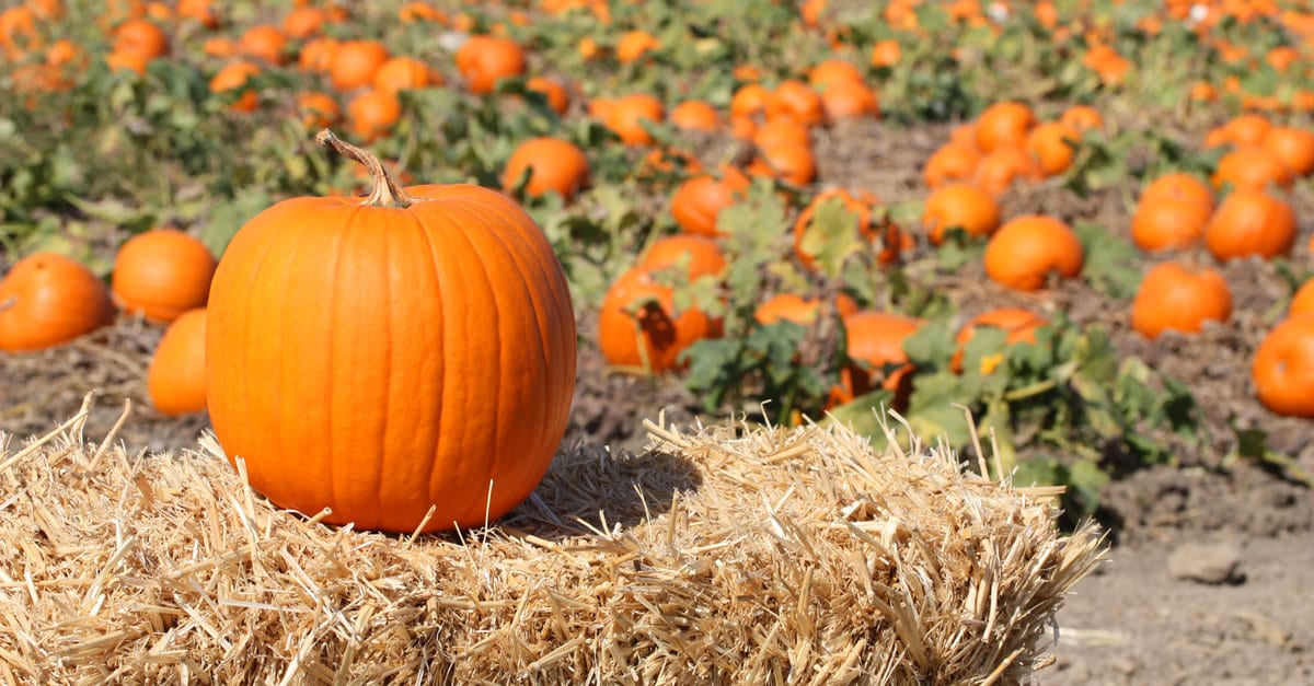 Quand et comment planter les courges
