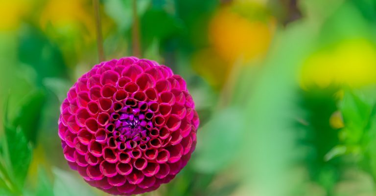 Quand et comment planter les dahlias
