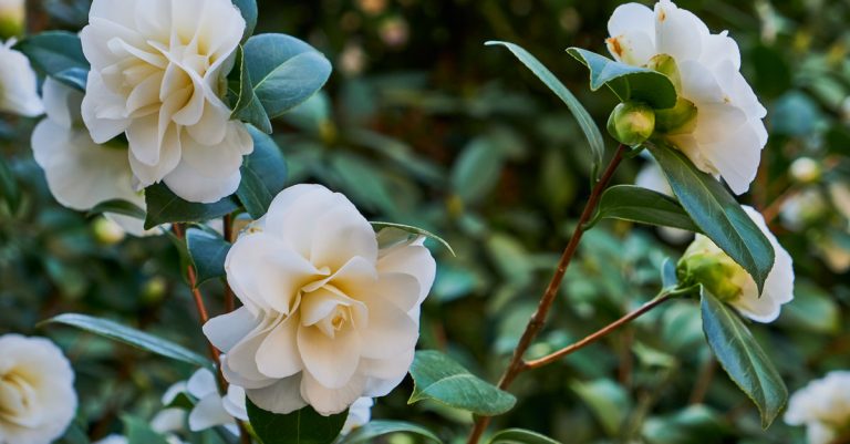 Quand et comment tailler un camelia