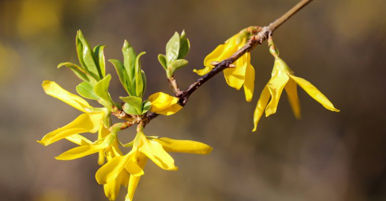 Quand et comment tailler un forsythia