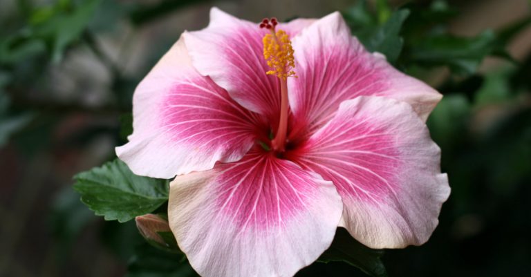 Quand et comment tailler un hibiscus