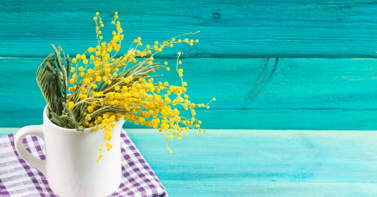 Quand et comment tailler un mimosa