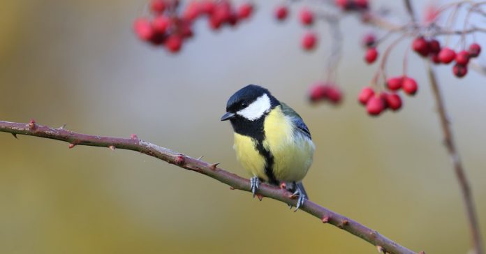 comment attirer les mesanges dans son jardin