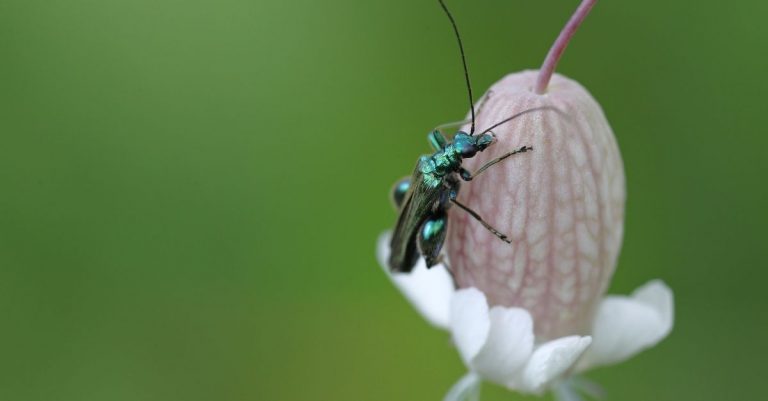 insectes utiles et bénéfiques pour votre jardin
