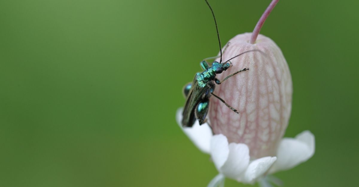 insectes utiles et bénéfiques pour votre jardin