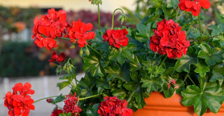 tailler geranium pour hiver