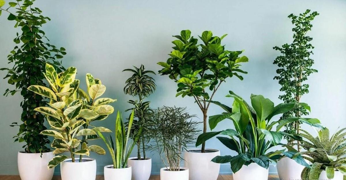 5 plantes vertes qui n’ont pas besoin de beaucoup de lumière
