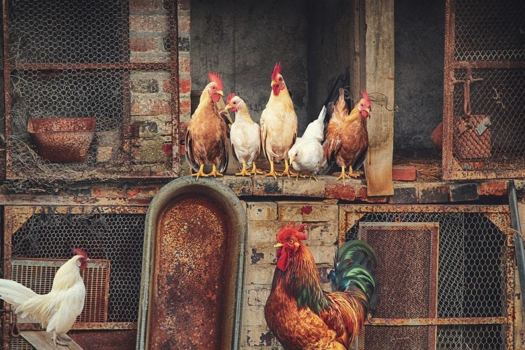 vermifuge poules