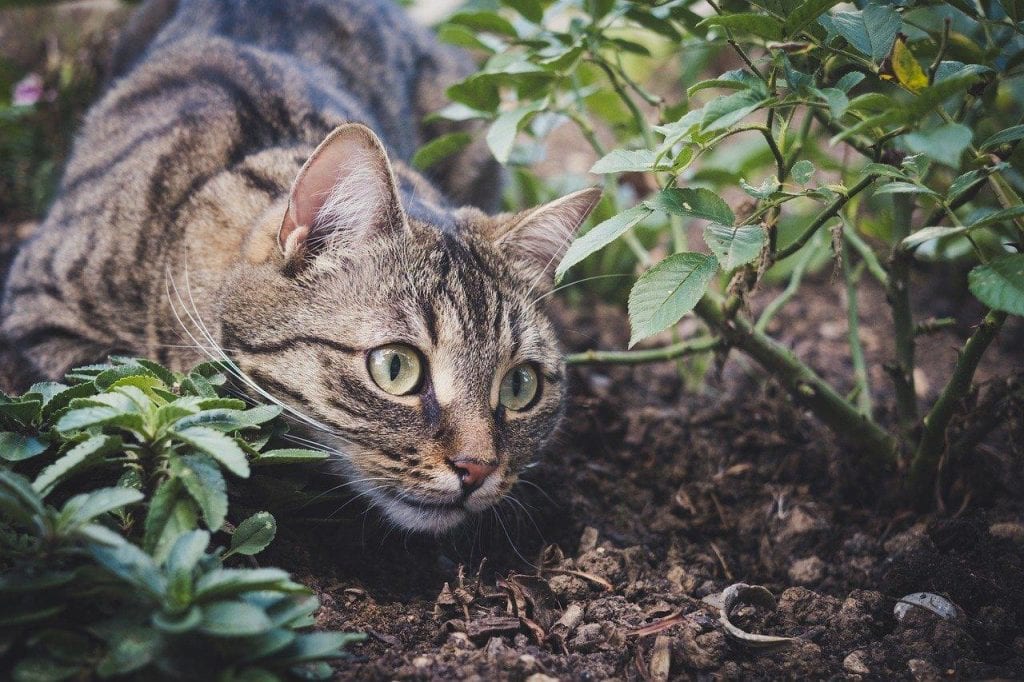chat dans jardin comment faire fuir