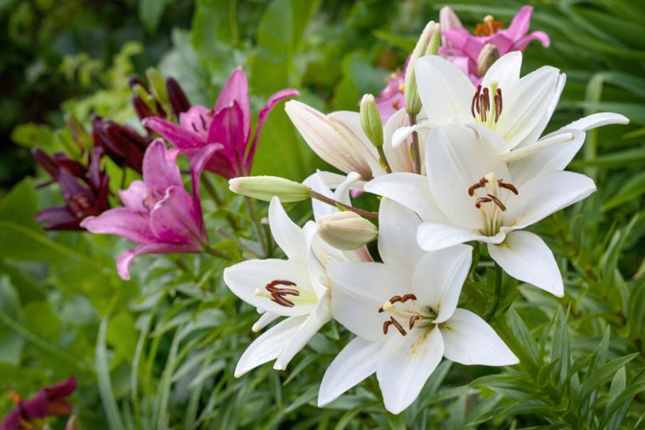 planter les fleurs de lys : quand et comment ?