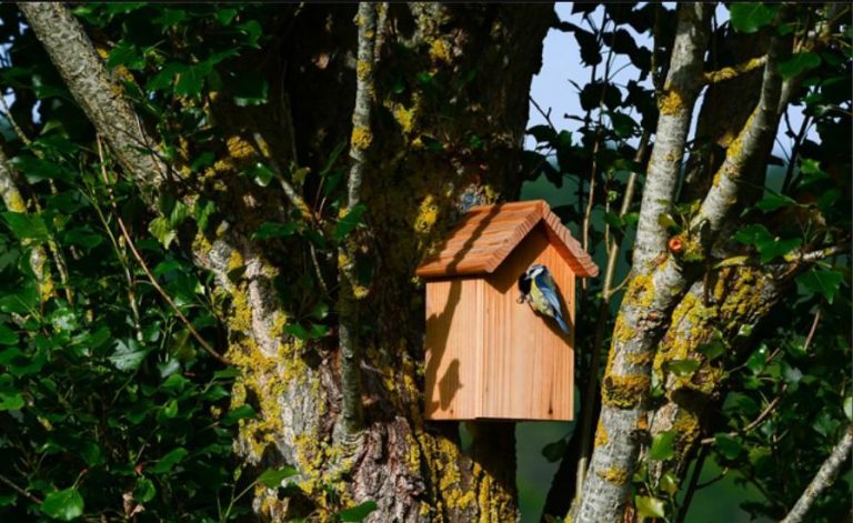 Comment installer un nichoir à mésange dans son jardin ?