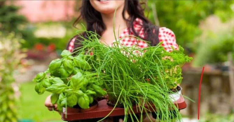 8 plantes qui résistent aux fortes chaleurs sans arrosage