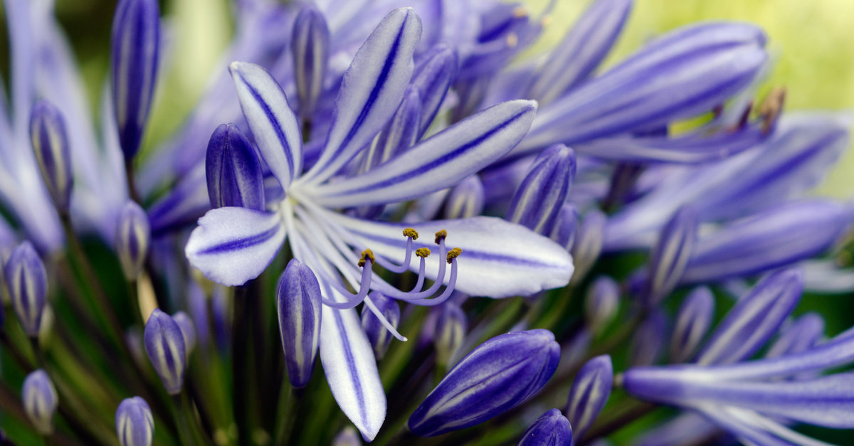 les agapanthes doivent être plantées au printemps