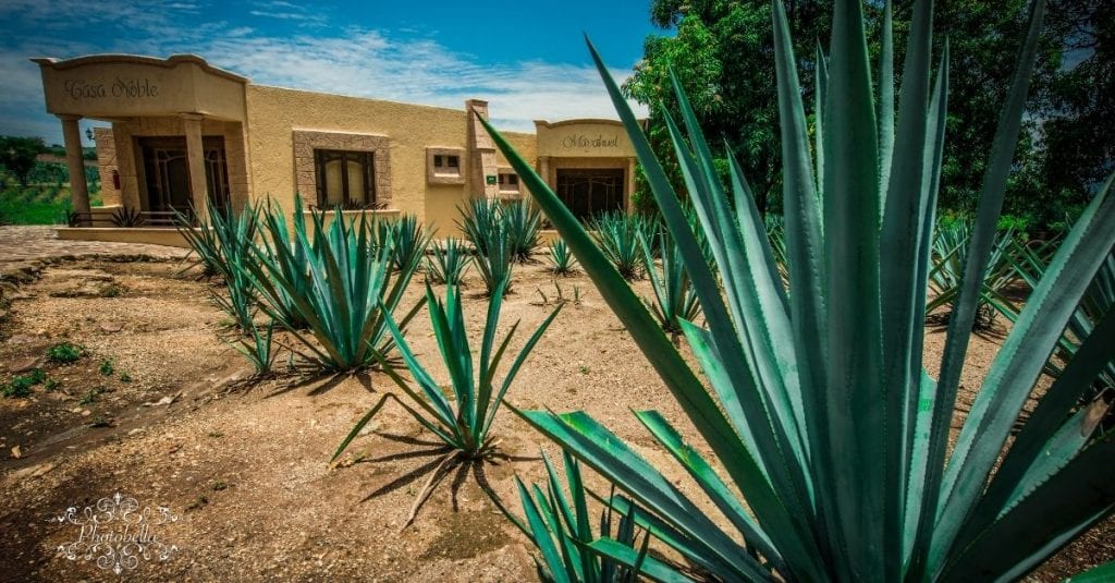 Agave