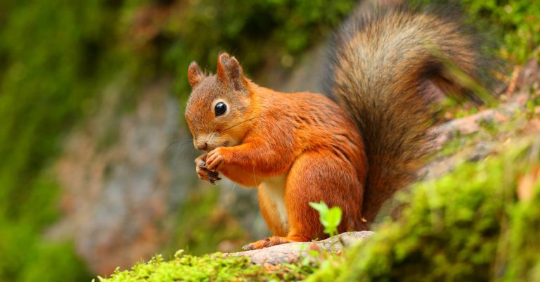 Comment attirer les écureuils dans son jardin