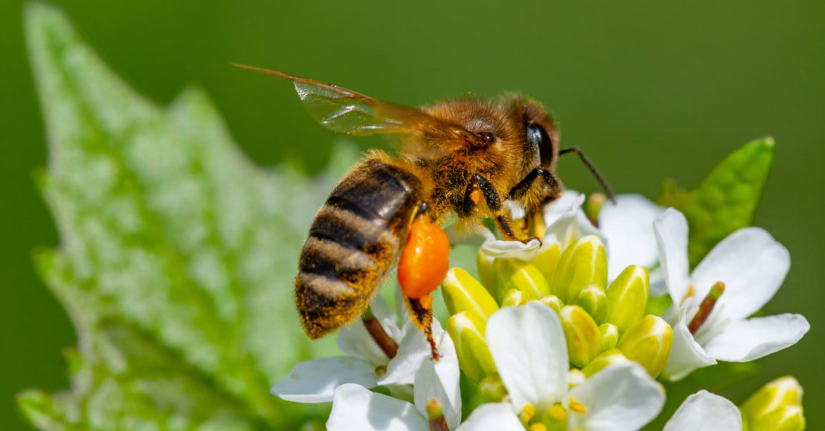 Comment attirer les insectes polinisateurs dans son jardin