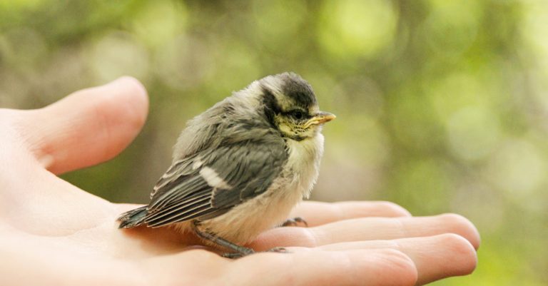 Comment nourrir un oisillon mésange tombé du nid et le sauver