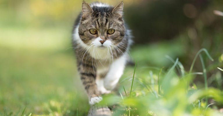 Comment repousser les chats de mon jardin