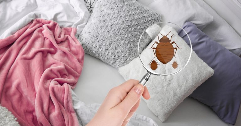 Comment se débarrasser des punaises de lit