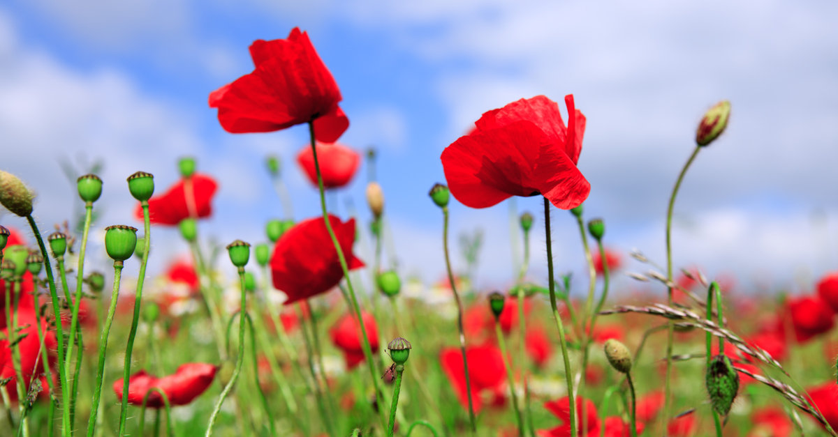 les coquelicots doivent être plantés au printemps