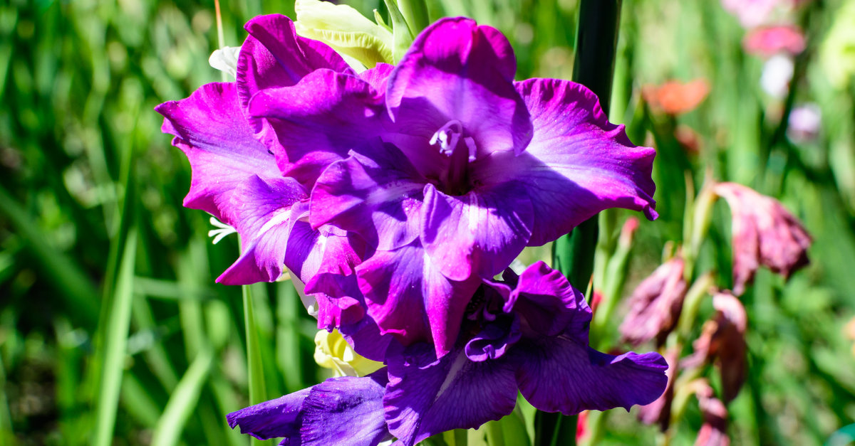 les glaïeuls doivent être plantés au printemps