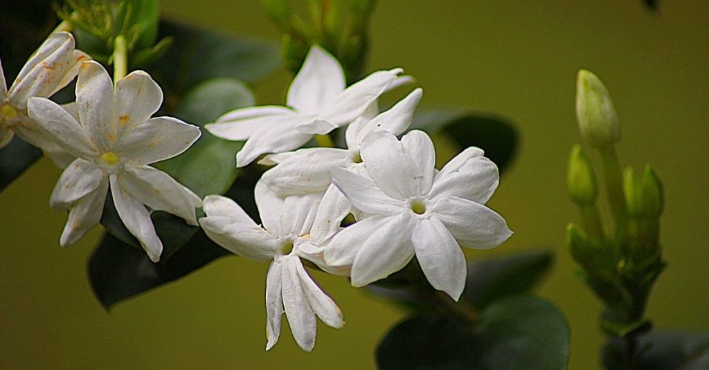 Jasmin