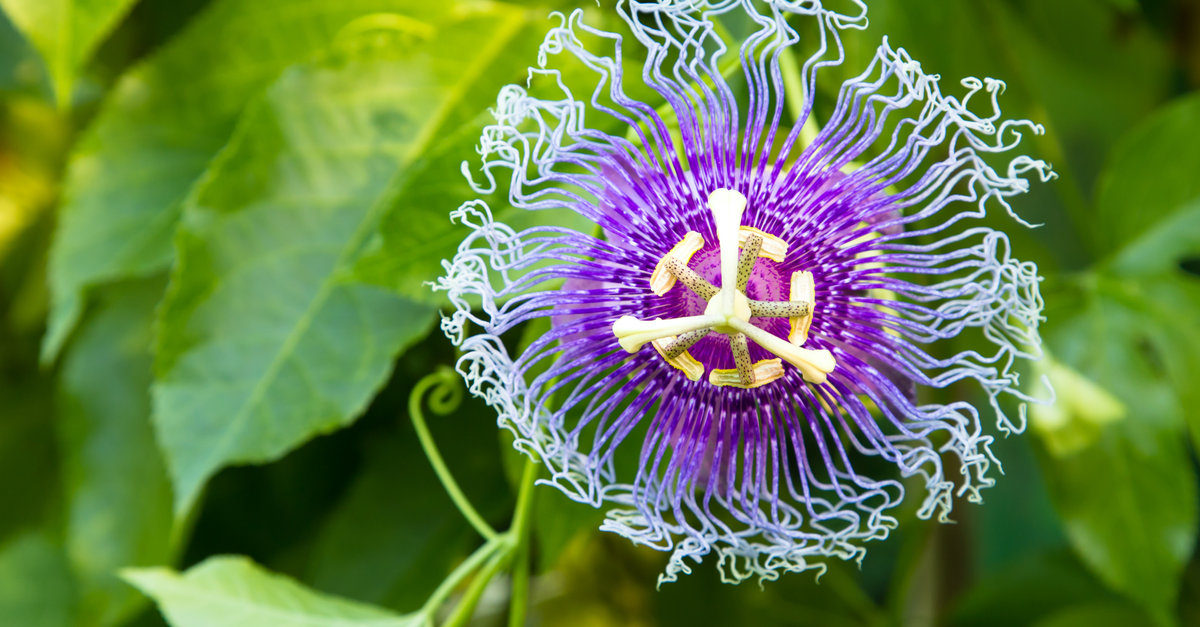 les passiflores doivent être plantées au printemps