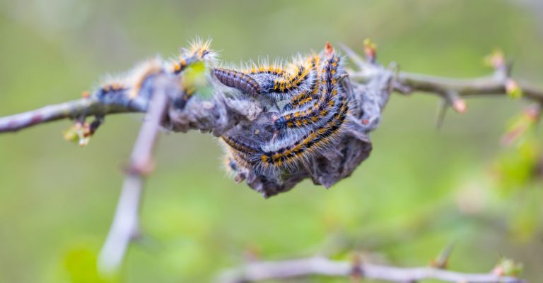 Piège pour chenilles processionaires du pin - le collier Ecopiège est la meilleure solution