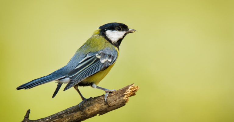 Prédateur de la chenille processionaire la mésange est votre meilleur allié
