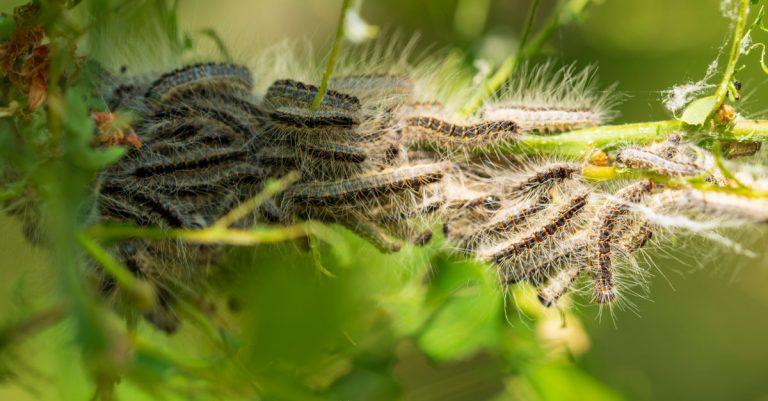 Quand détruire les nids de chenilles processionnaires