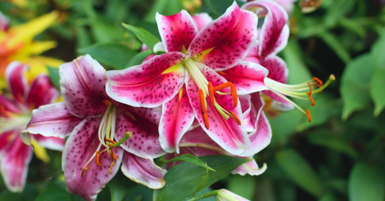 Quand et comment planter les fleurs de lys