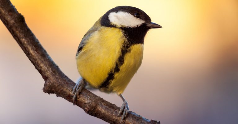 Quels sont les oiseaux qui mangent les chenilles processionnaires