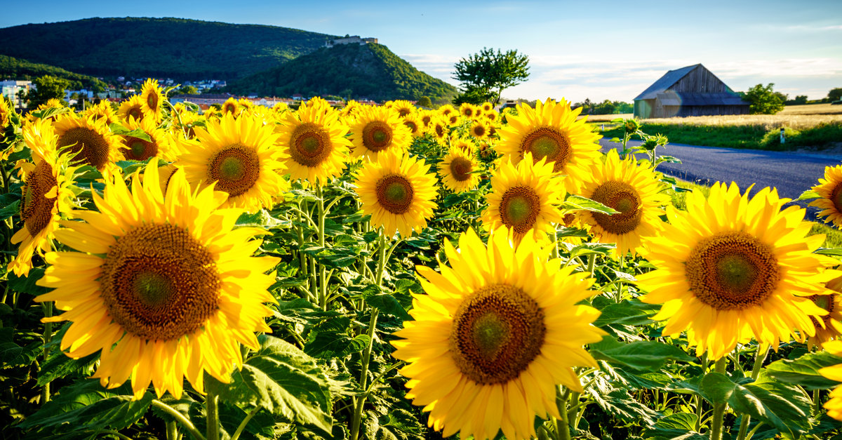 les tournesols doivent être plantés au printemps