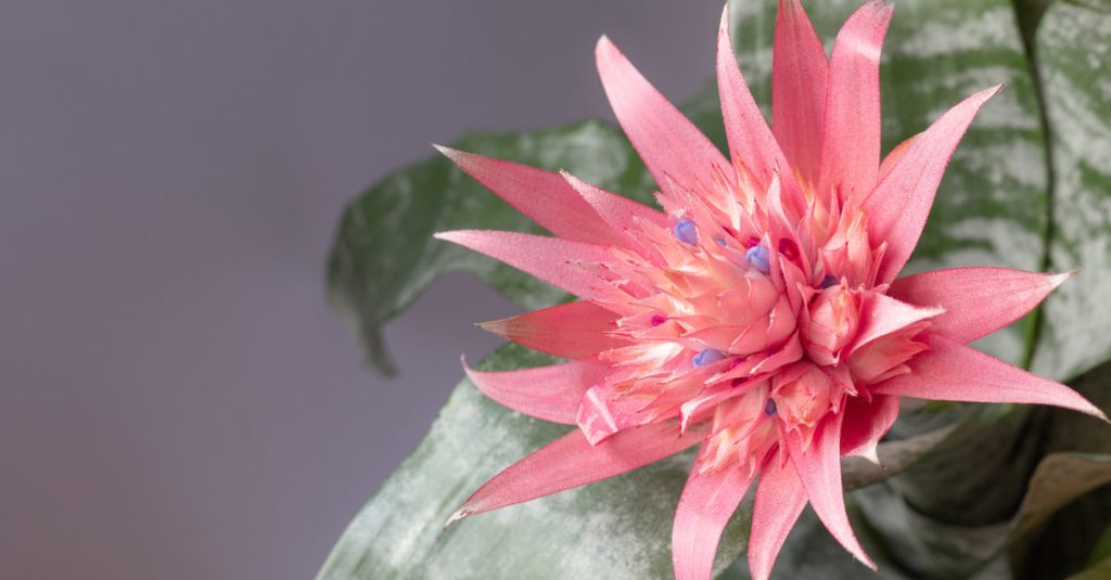 aechmea fasciata
