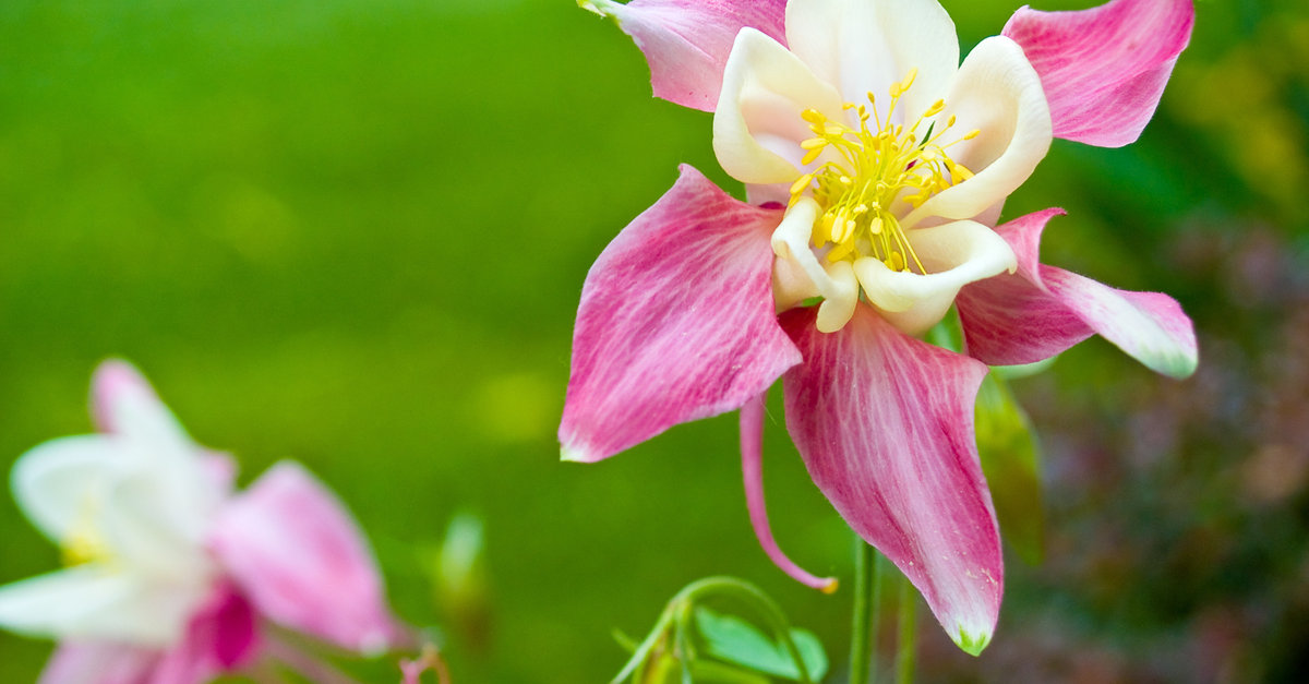 les ancolies doivent être plantées au printemps